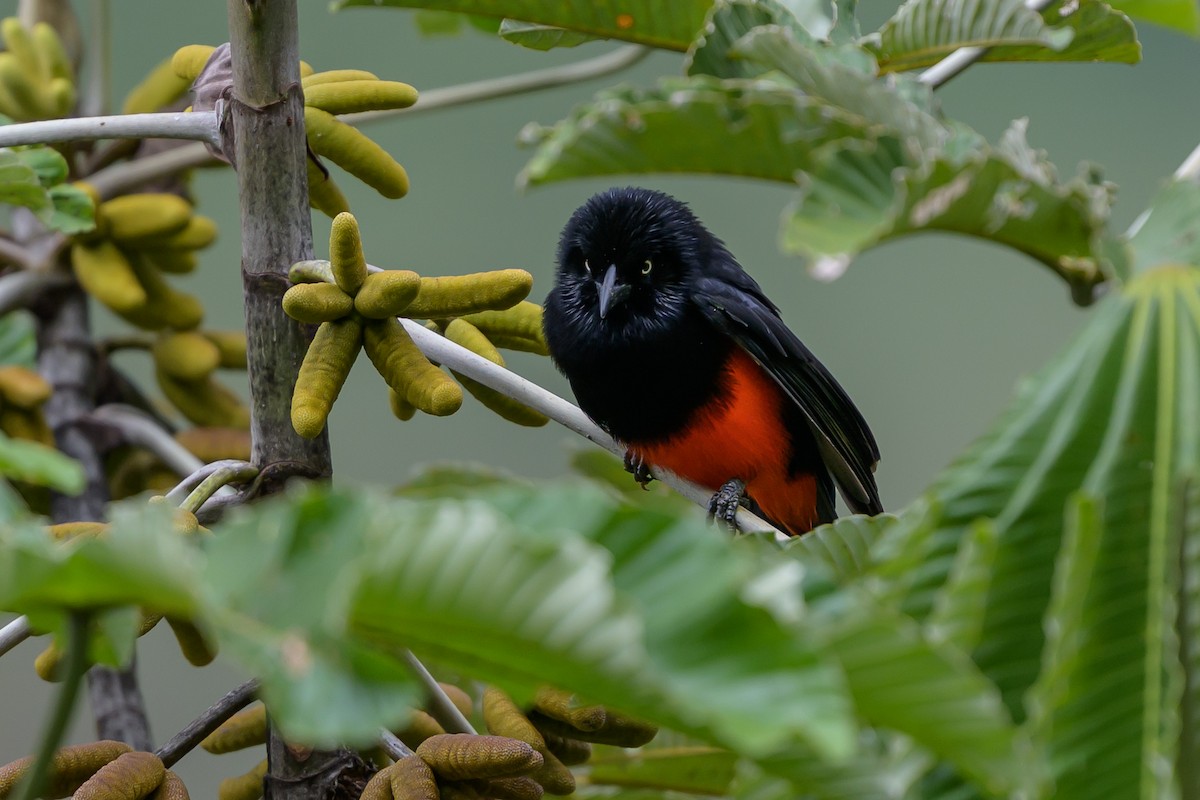 Red-bellied Grackle - ML646982108