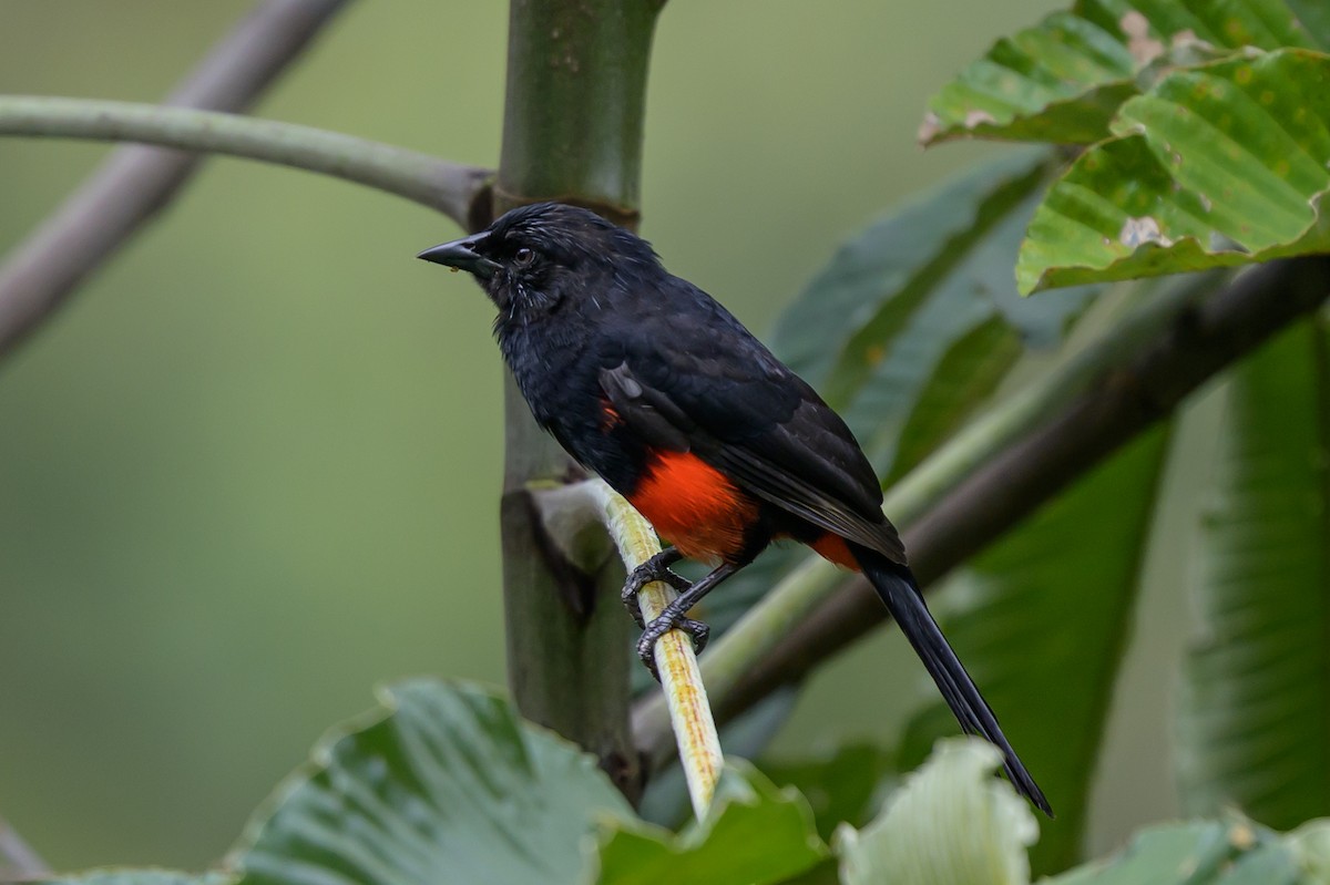 Red-bellied Grackle - ML646982109
