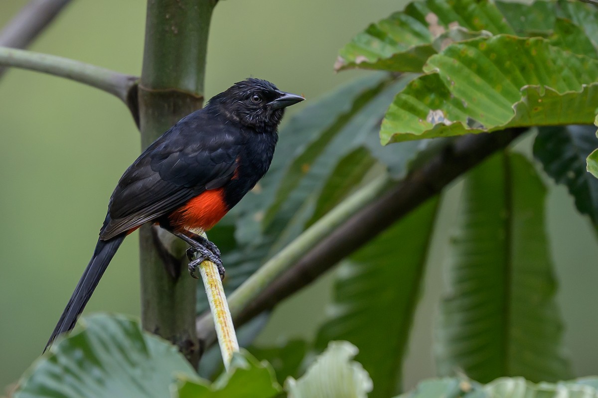 Red-bellied Grackle - ML646982110