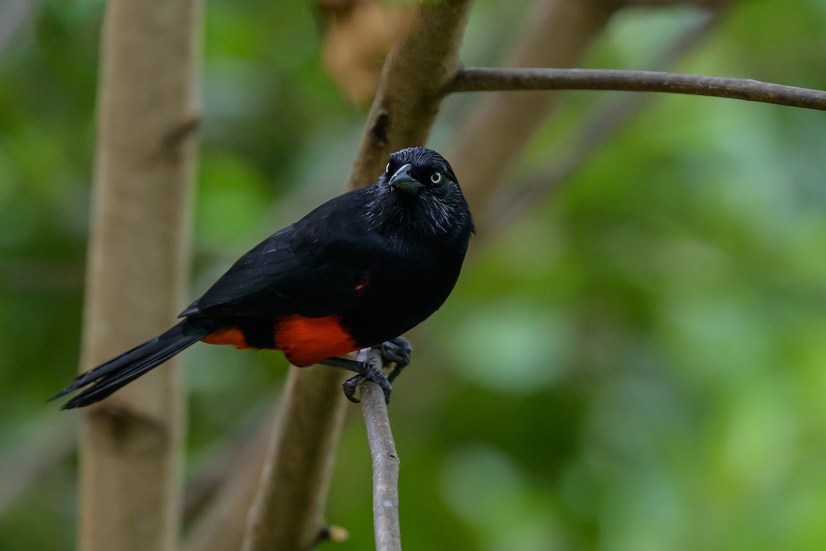 Red-bellied Grackle - ML646982111