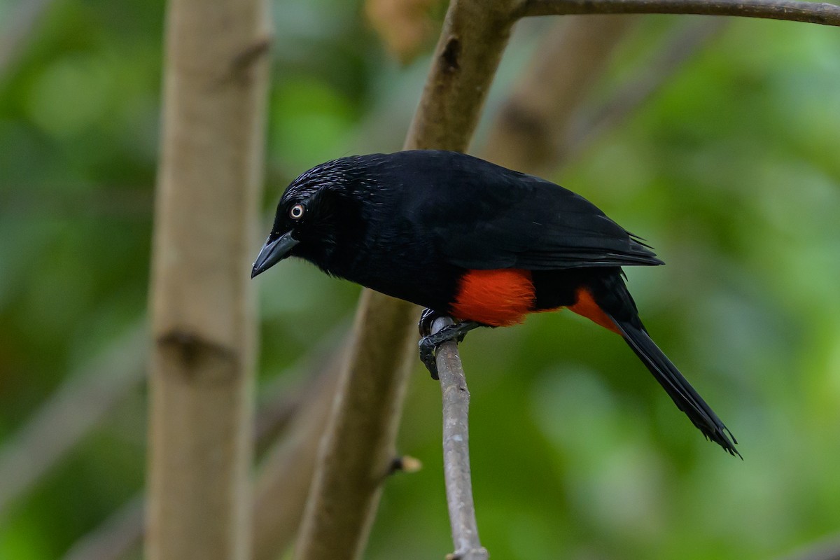 Red-bellied Grackle - ML646982112