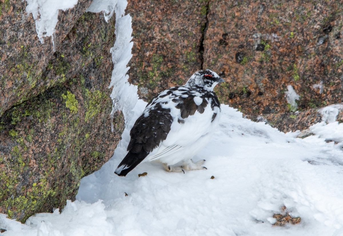 Rock Ptarmigan - ML646982113