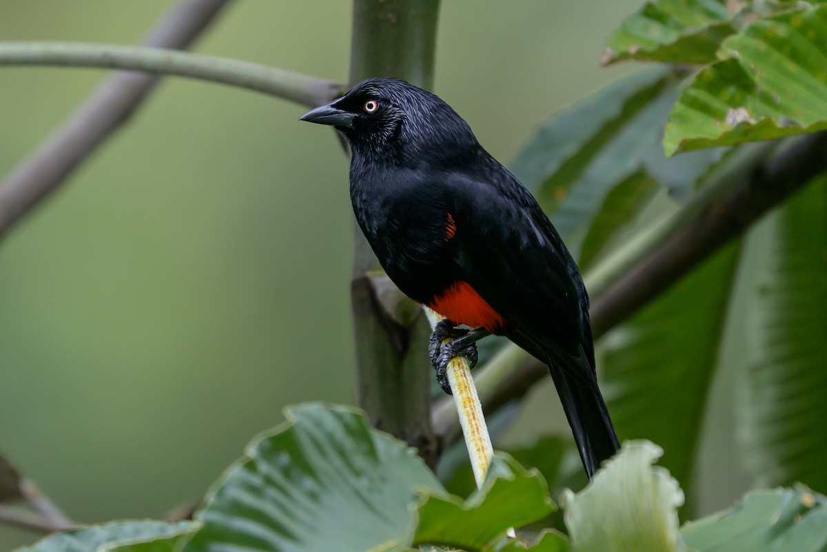 Red-bellied Grackle - ML646982114