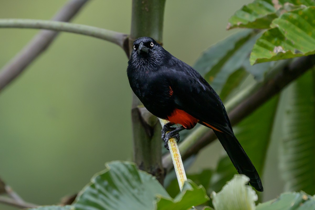 Red-bellied Grackle - ML646982115