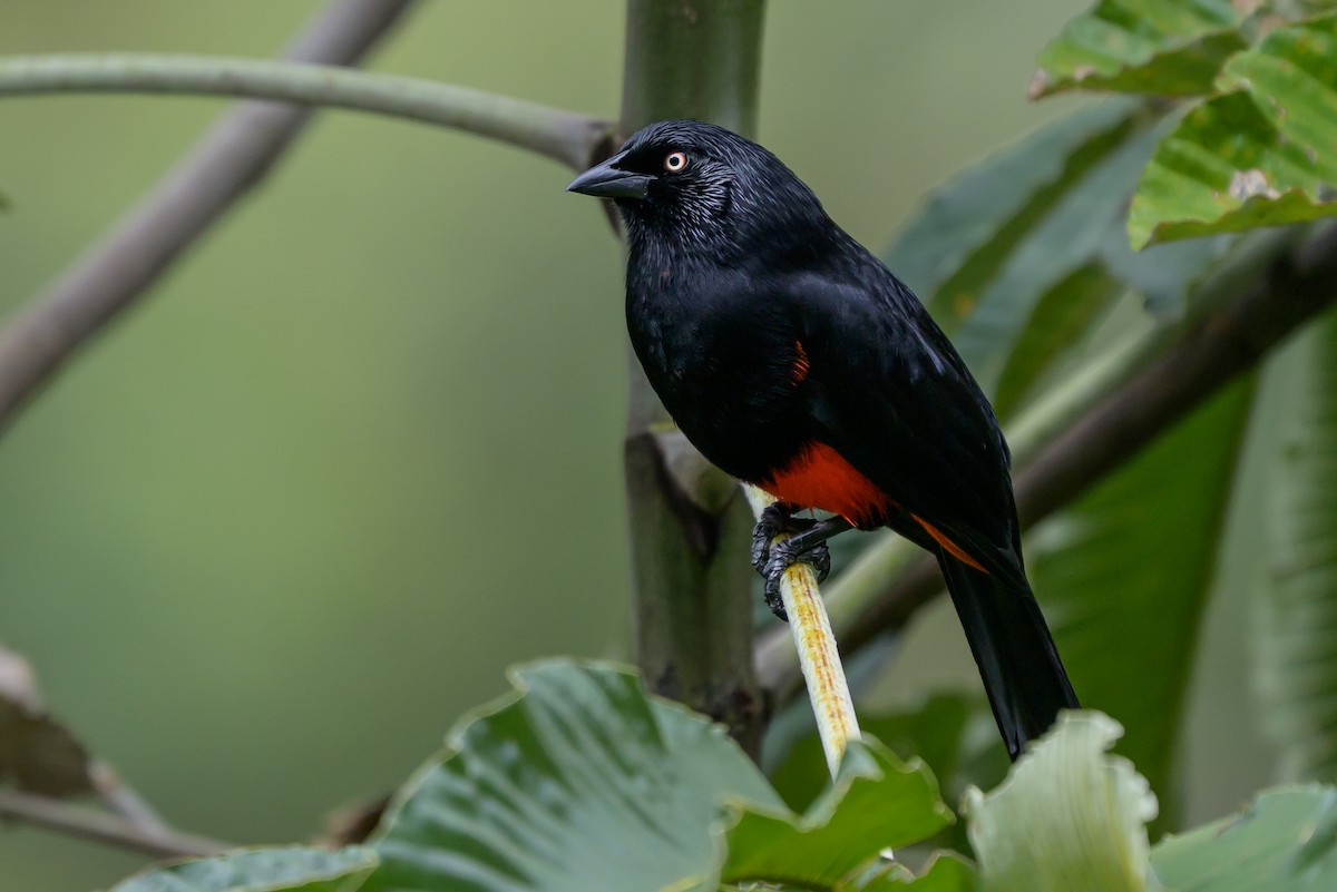 Red-bellied Grackle - ML646982116