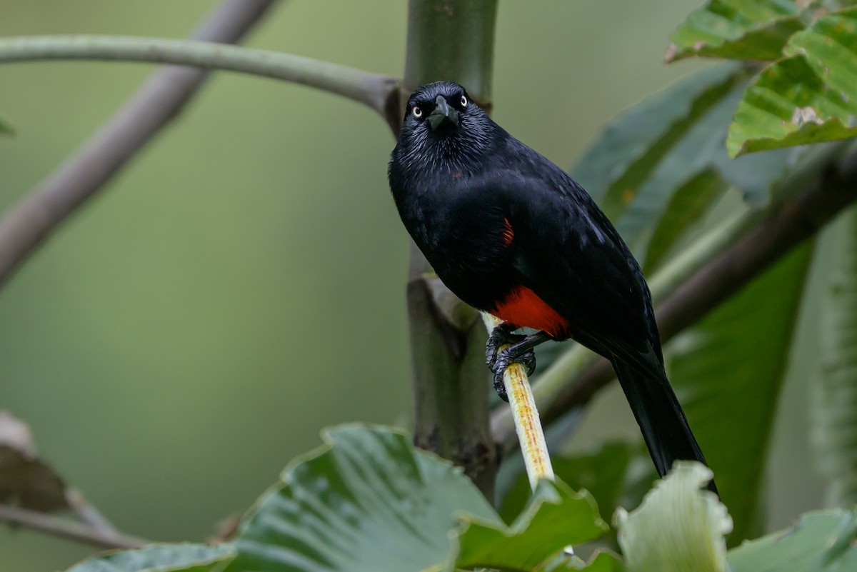 Red-bellied Grackle - ML646982117