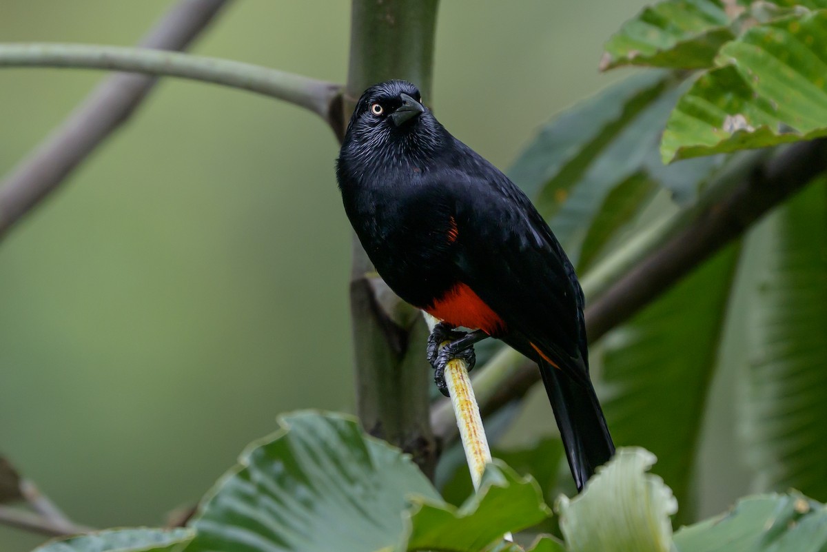 Red-bellied Grackle - ML646982118