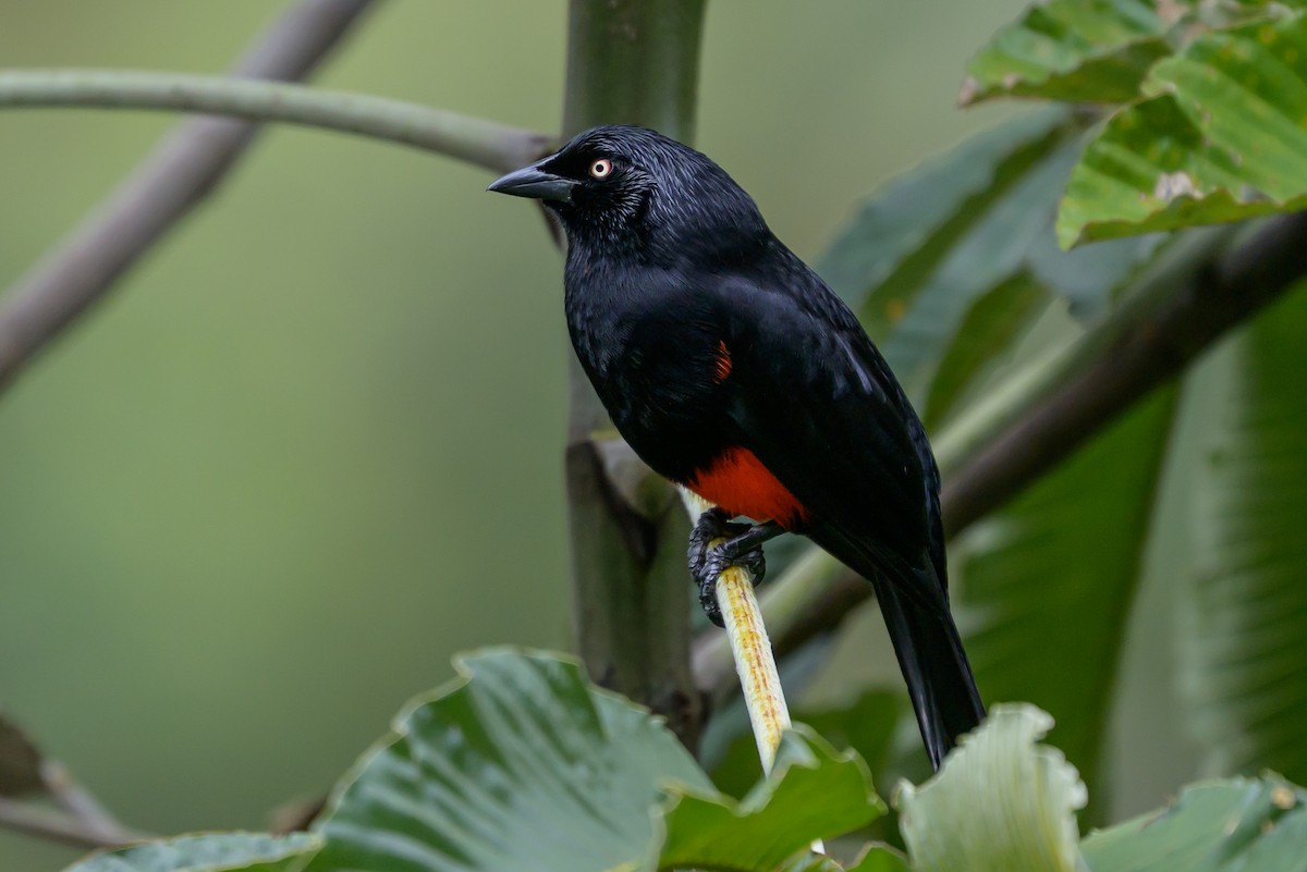 Red-bellied Grackle - ML646982119