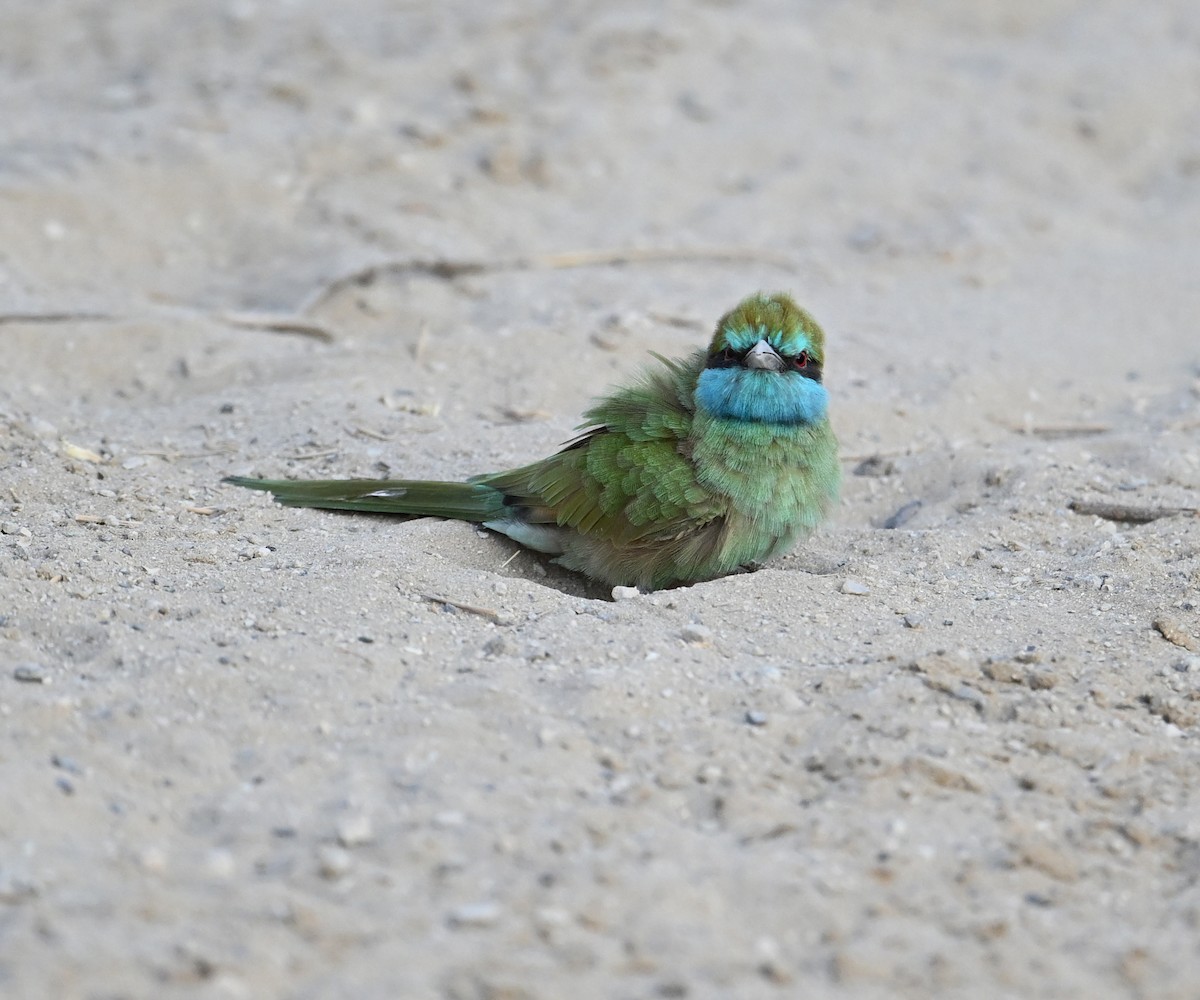 vlha arabská - ML646982120