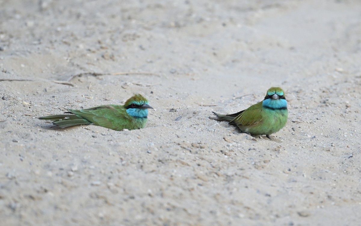 vlha arabská - ML646982121