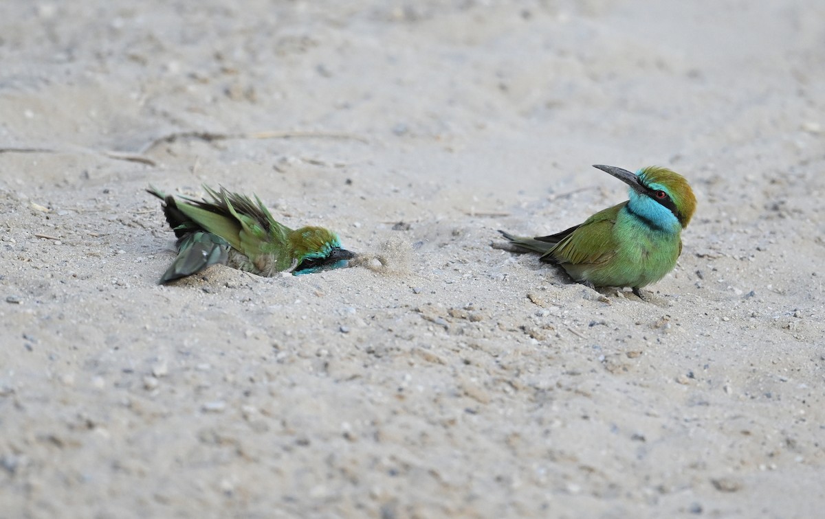 vlha arabská - ML646982122