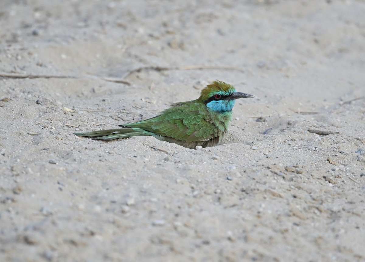 vlha arabská - ML646982123