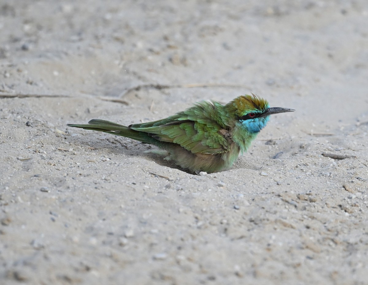 vlha arabská - ML646982124