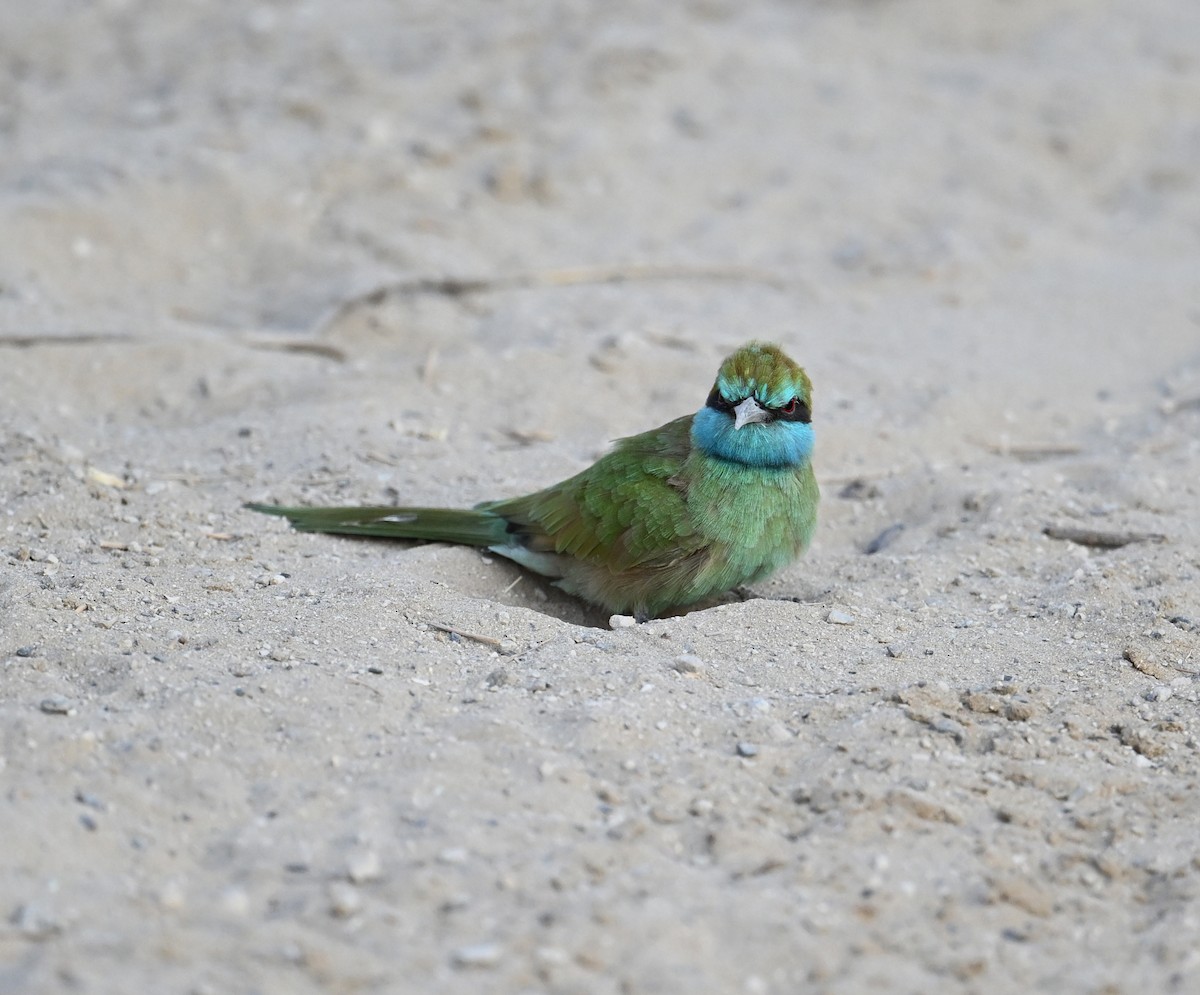 vlha arabská - ML646982125