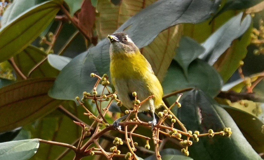 Common Chlorospingus - ML646982126