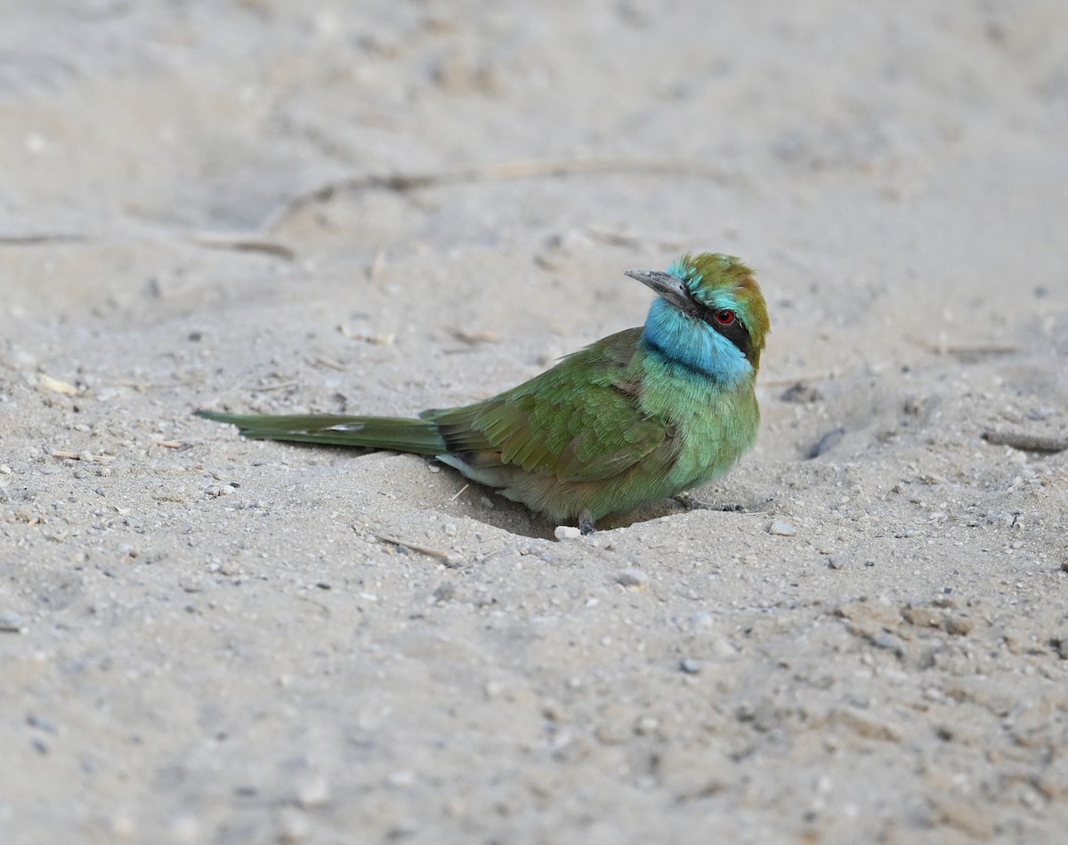 vlha arabská - ML646982127