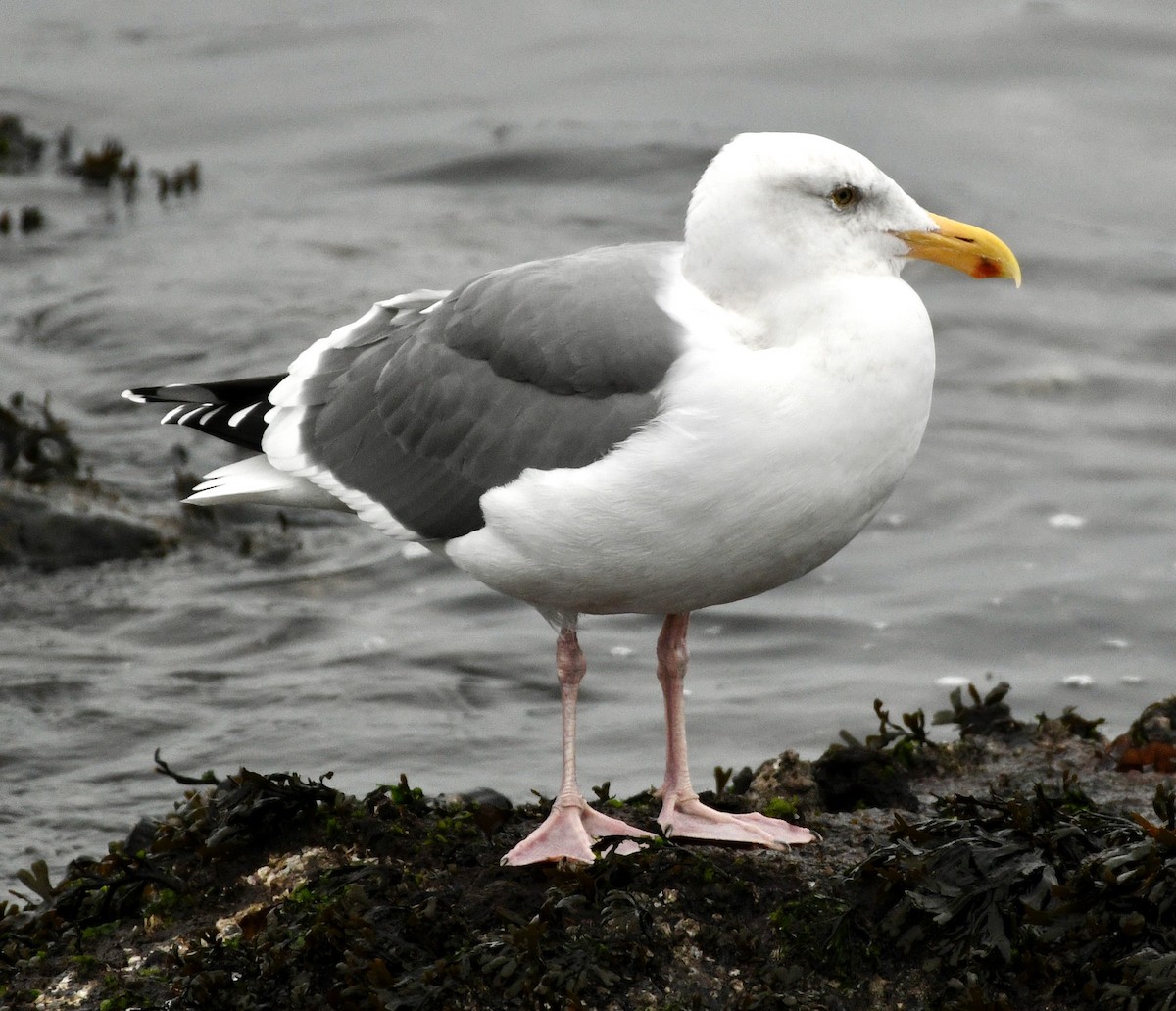 Gaviota Occidental - ML646982128