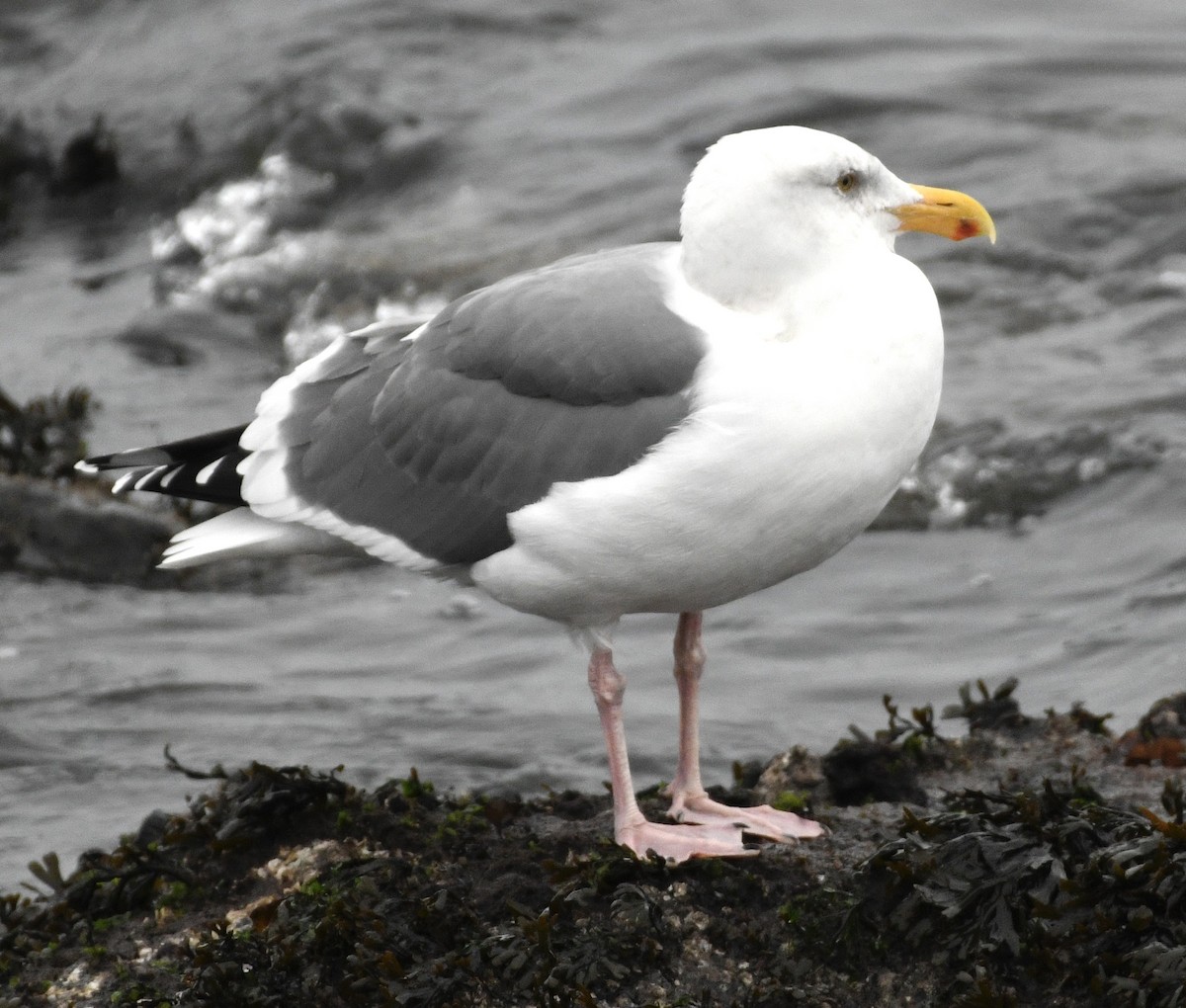Gaviota Occidental - ML646982129