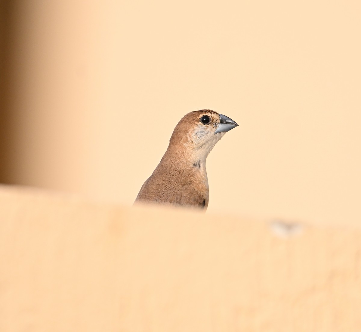 Indian Silverbill - ML646982134