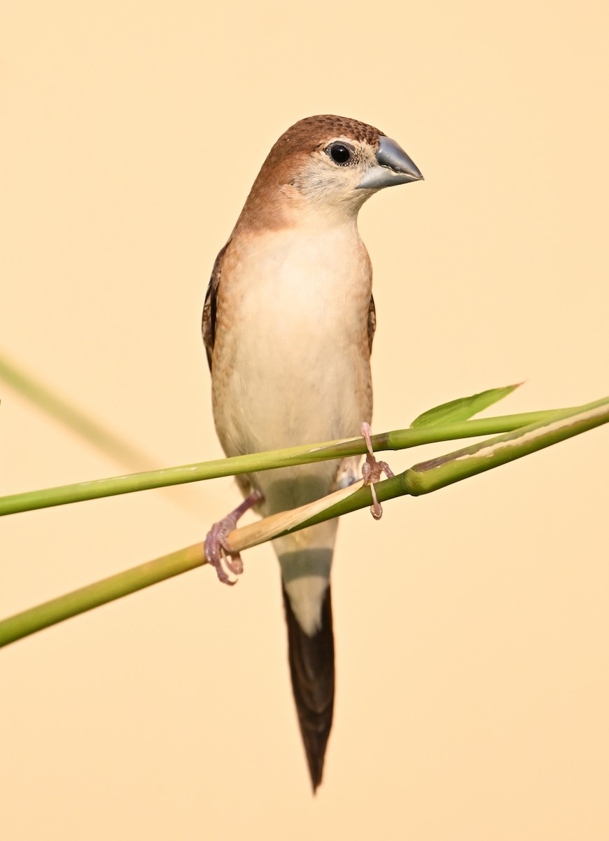 Indian Silverbill - ML646982135
