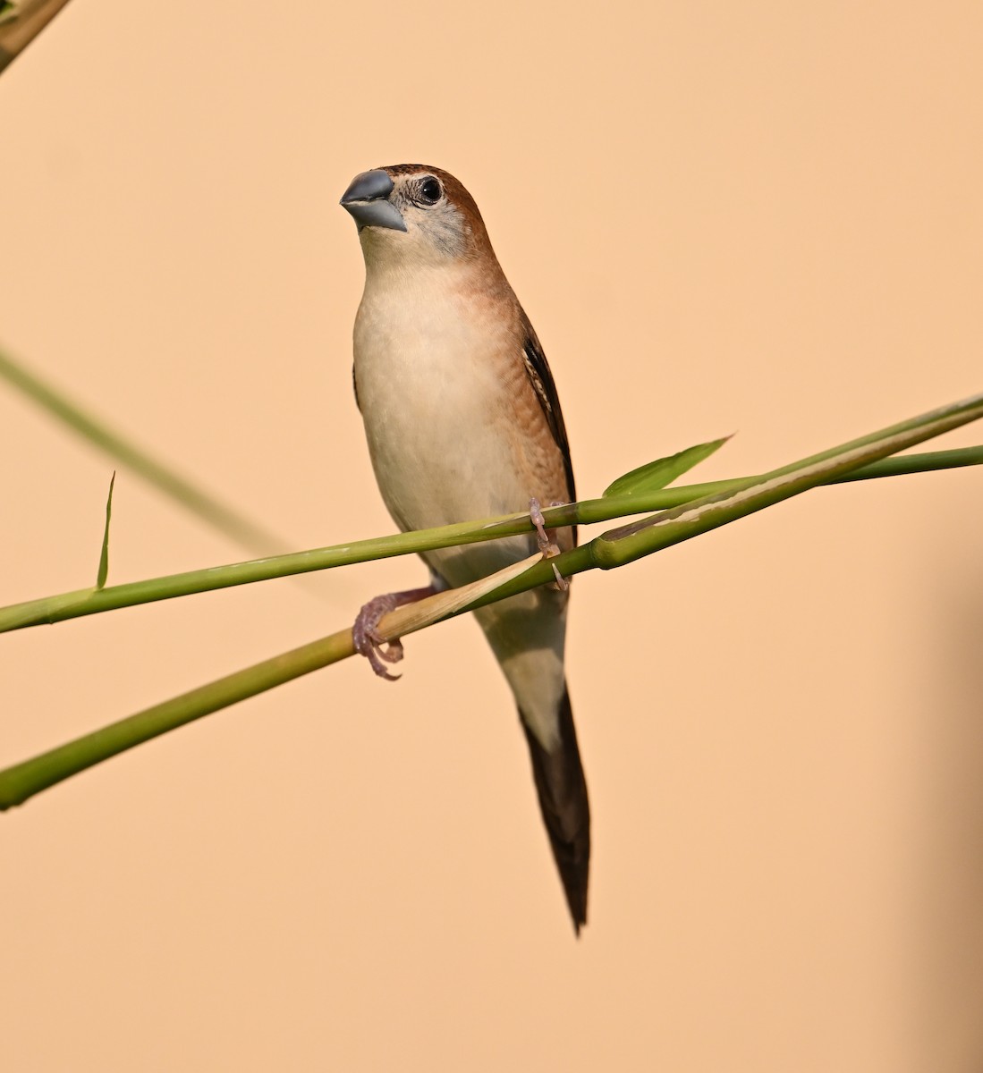 Indian Silverbill - ML646982136