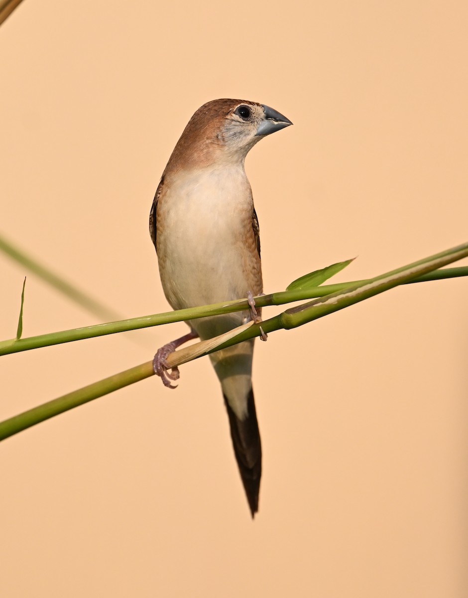 Indian Silverbill - ML646982137