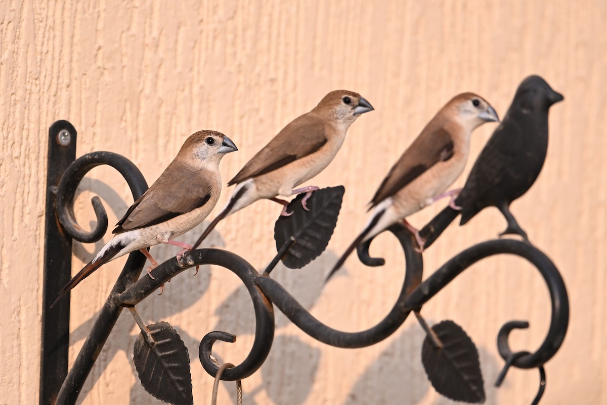 Indian Silverbill - ML646982138