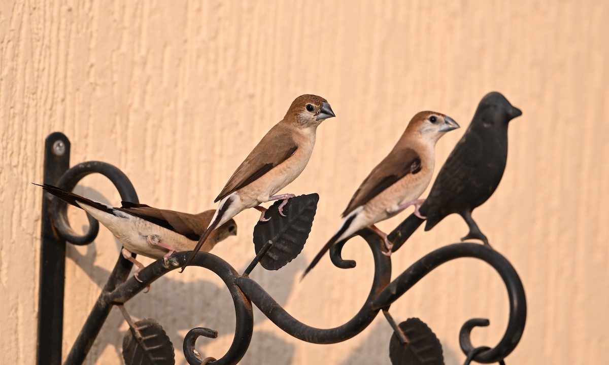 Indian Silverbill - ML646982139