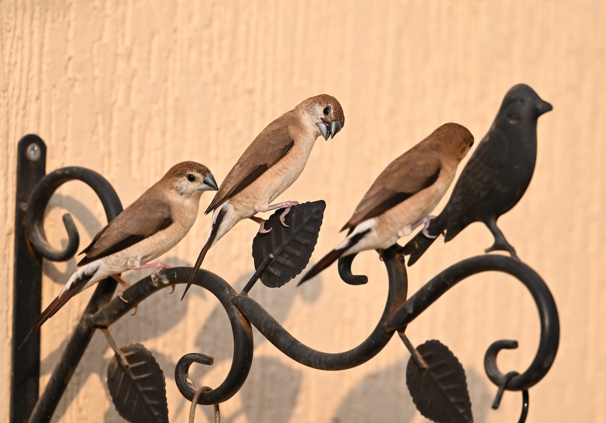 Indian Silverbill - ML646982140