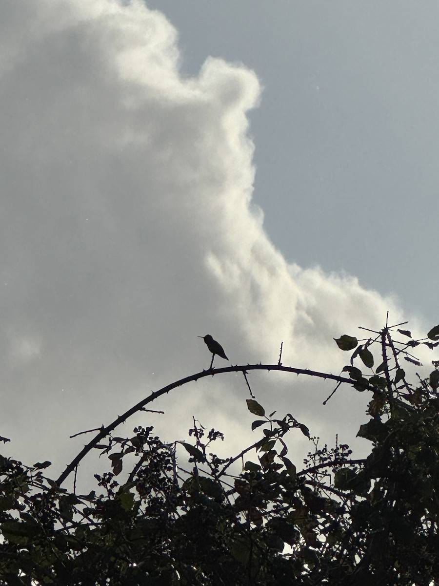 Anna's Hummingbird - ML646982141