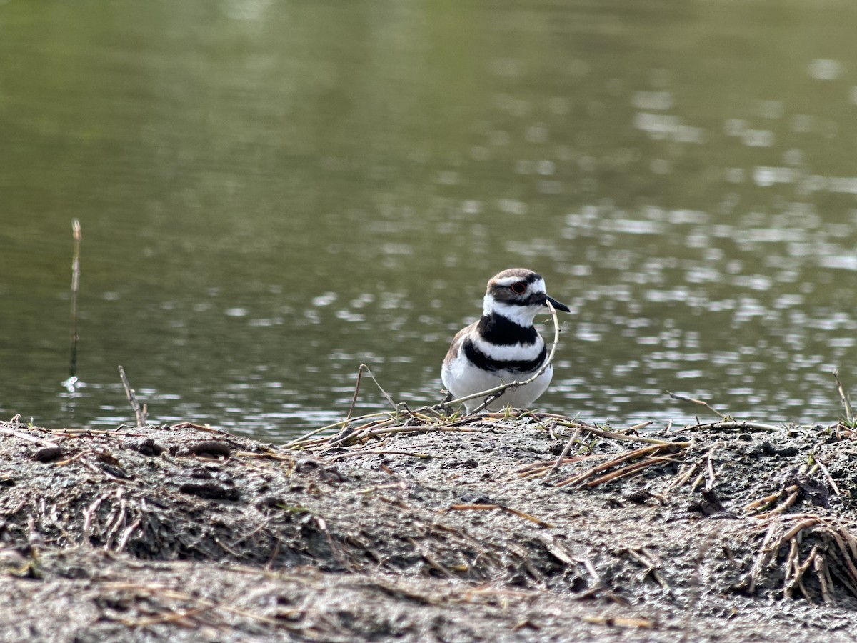 Killdeer - ML646982143