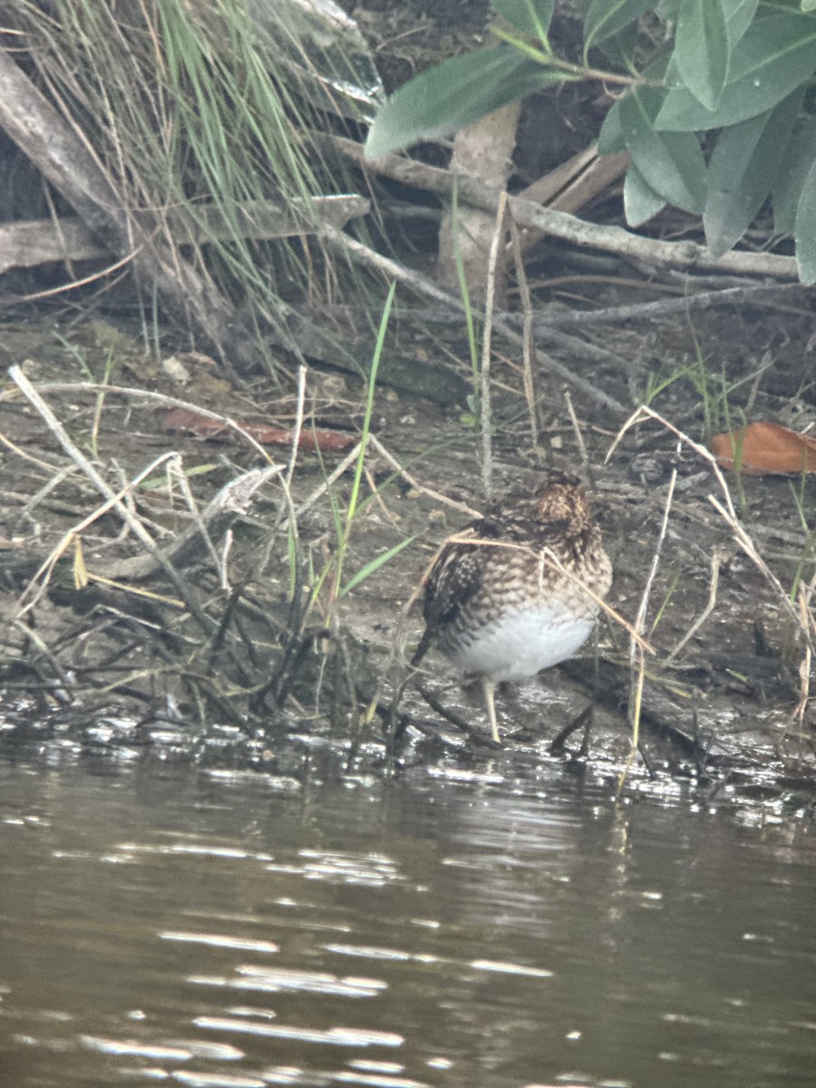 Wilson's Snipe - ML646982150