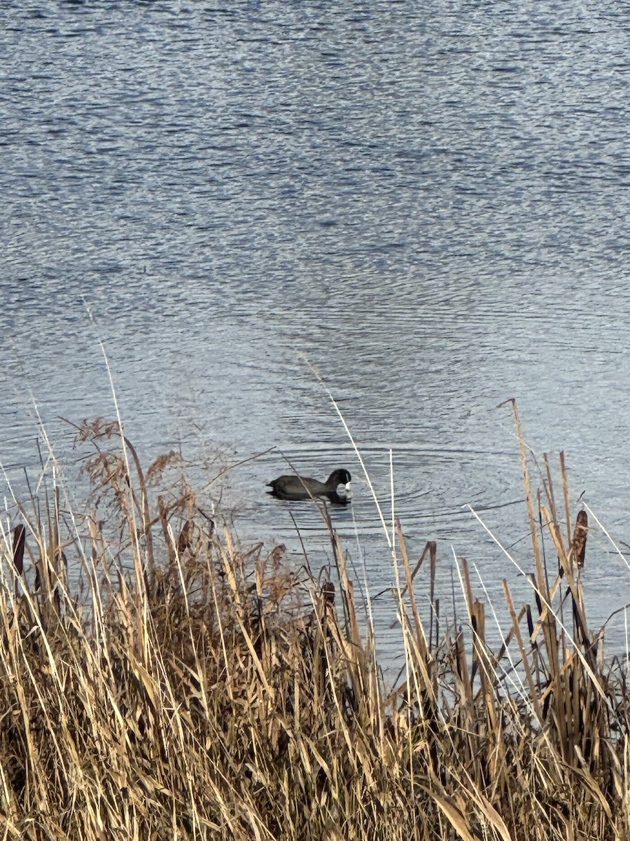 American Coot - ML646982155