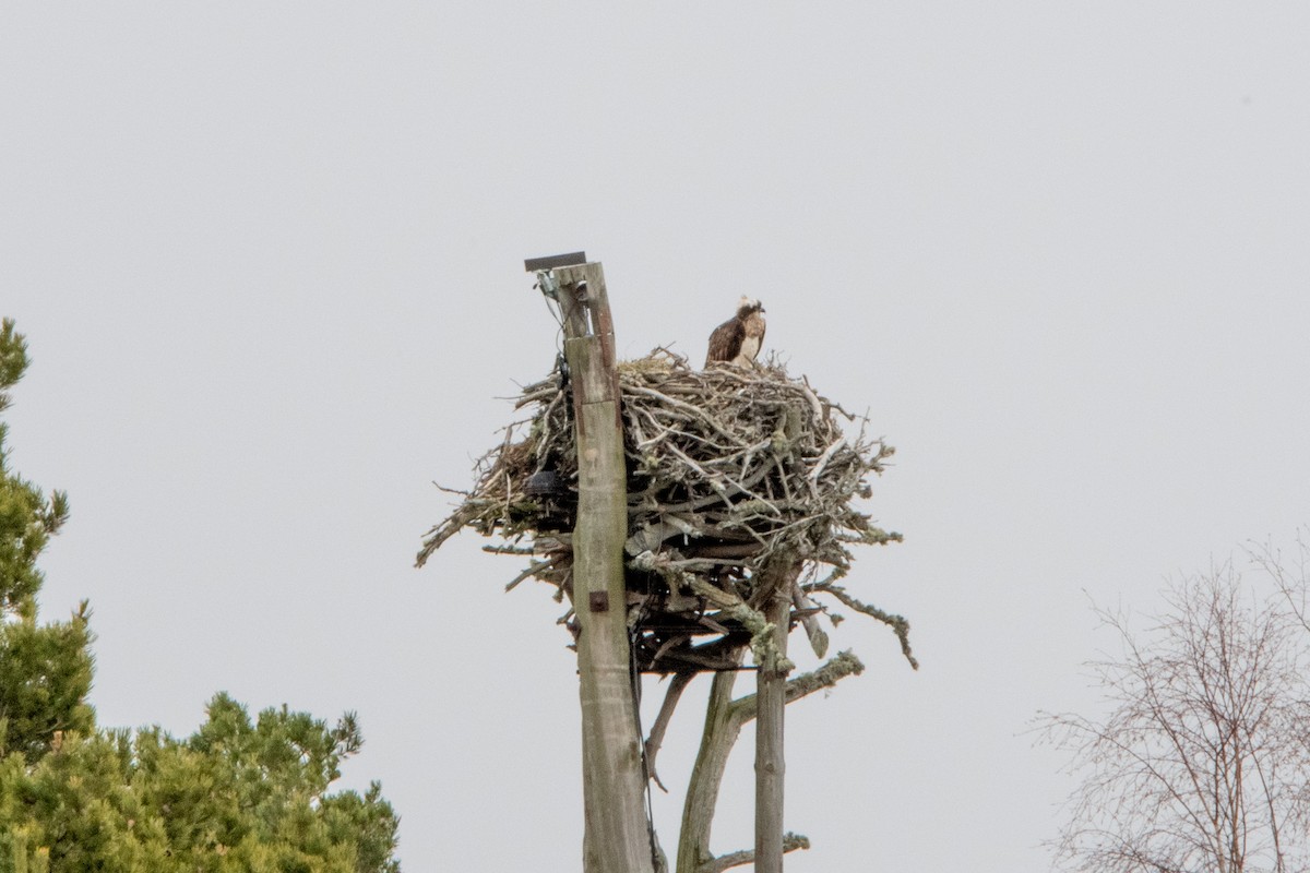 Osprey - ML646982162