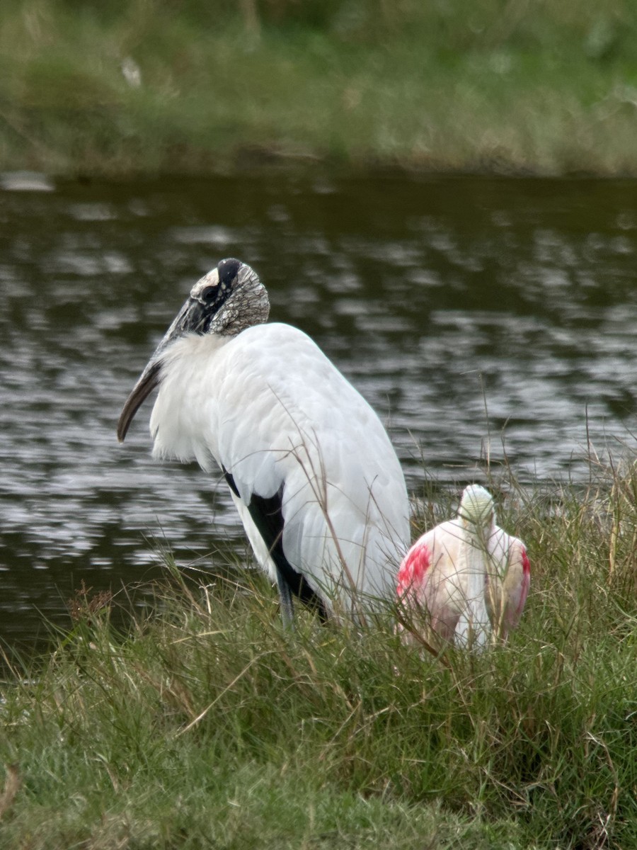 Wood Stork - ML646982171