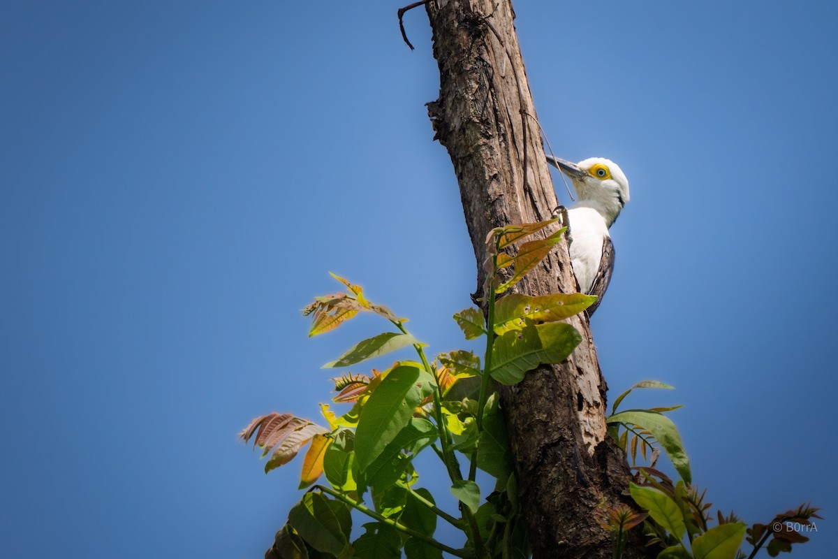 White Woodpecker - ML646982172