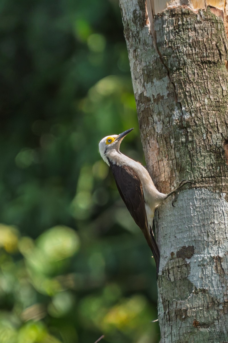 White Woodpecker - ML646982173