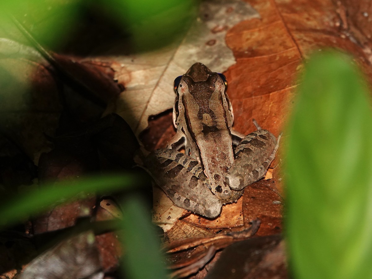 Guiana White-lipped Frog - ML646982200