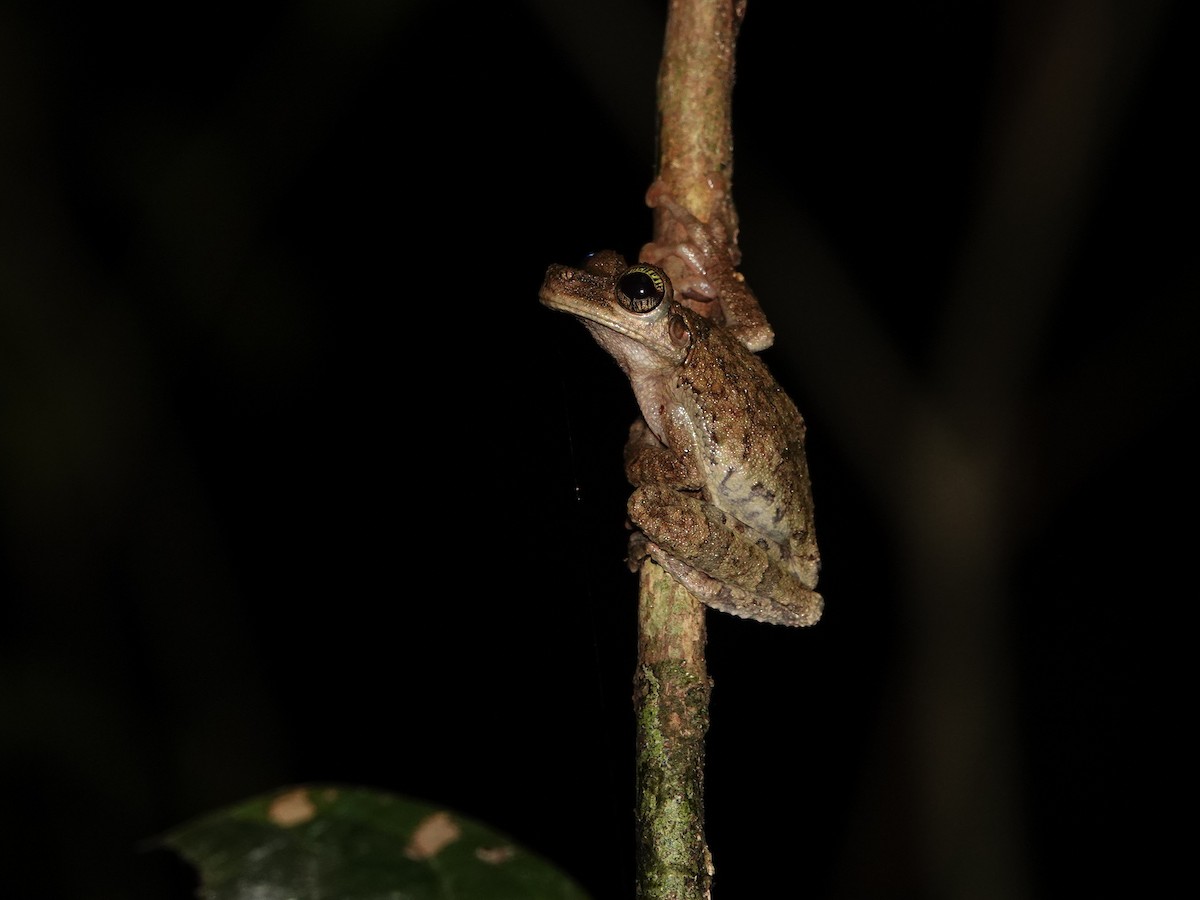 Egg-eating Spiny-backed Frog - ML646982204