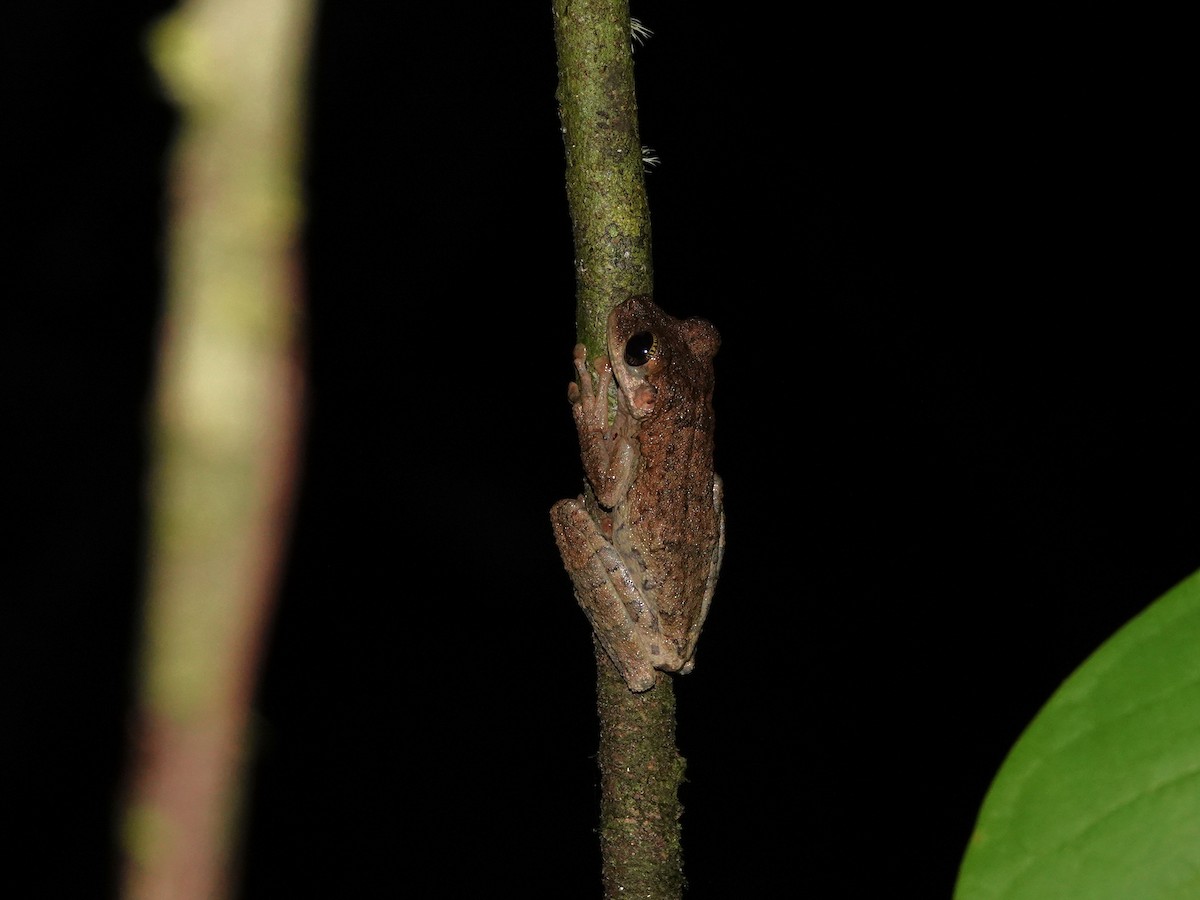 Egg-eating Spiny-backed Frog - ML646982205