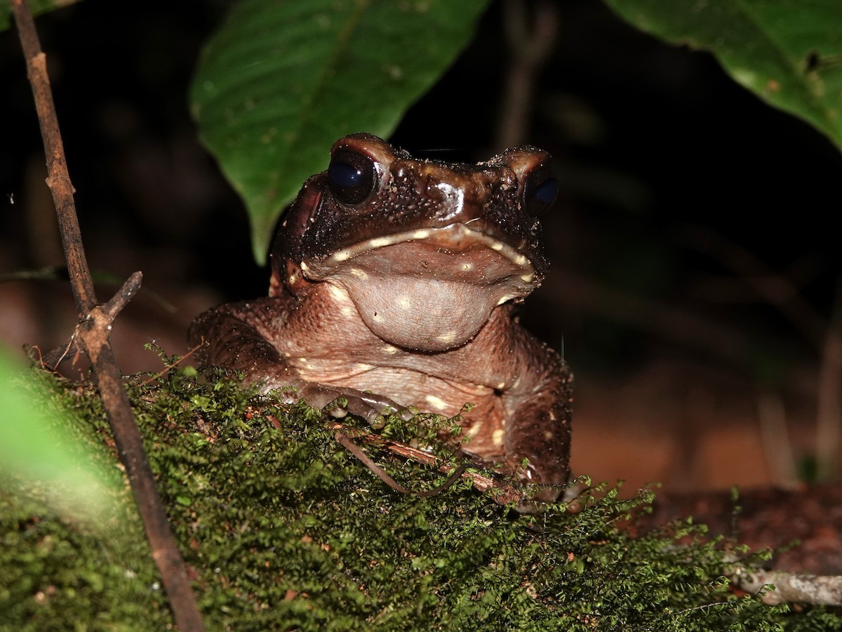 Spotted Toad - ML646982206