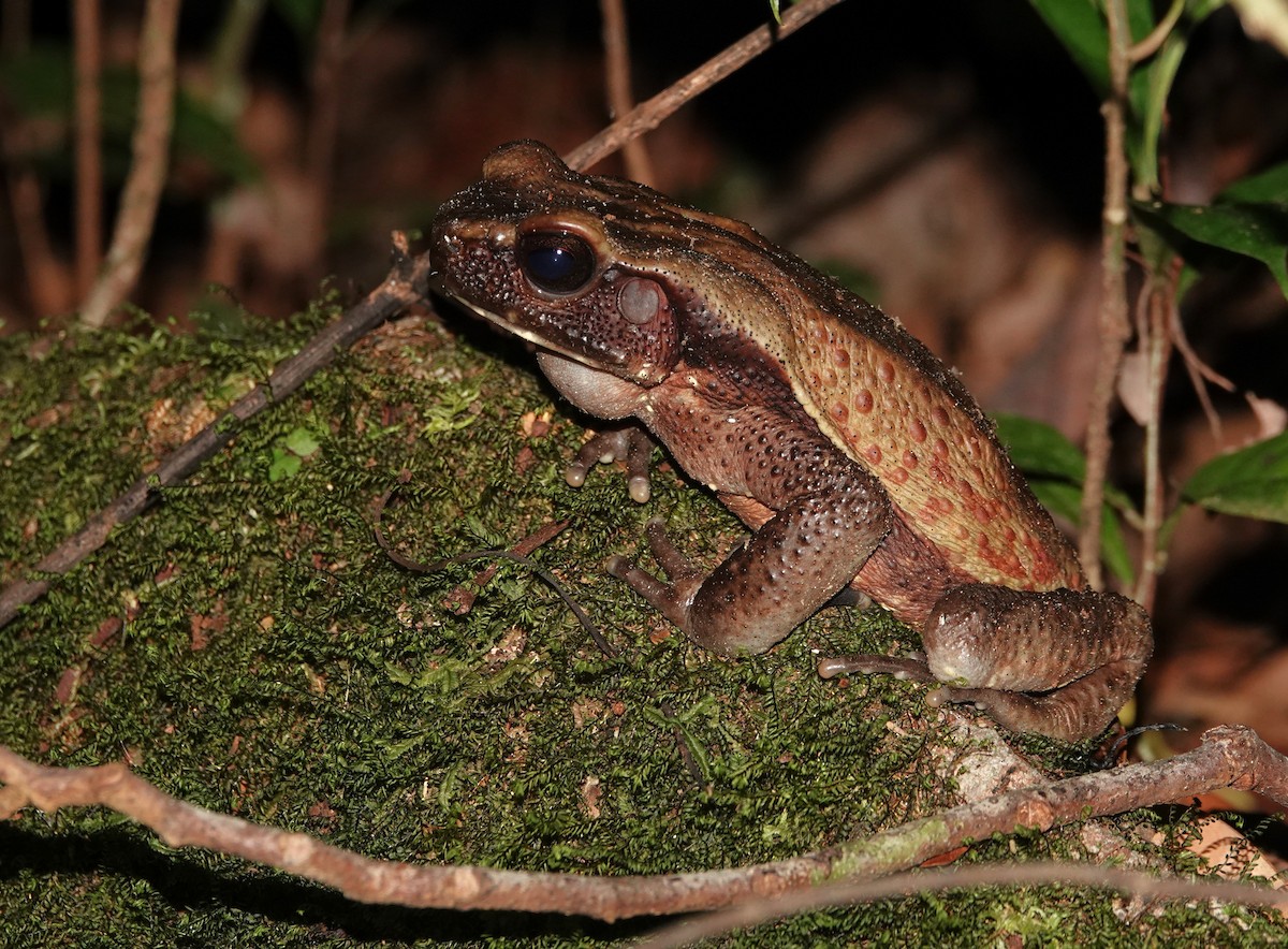 Spotted Toad - ML646982207