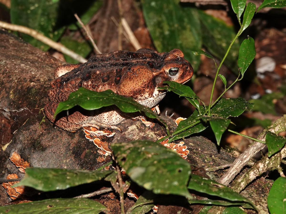 Cane Toad - ML646982210