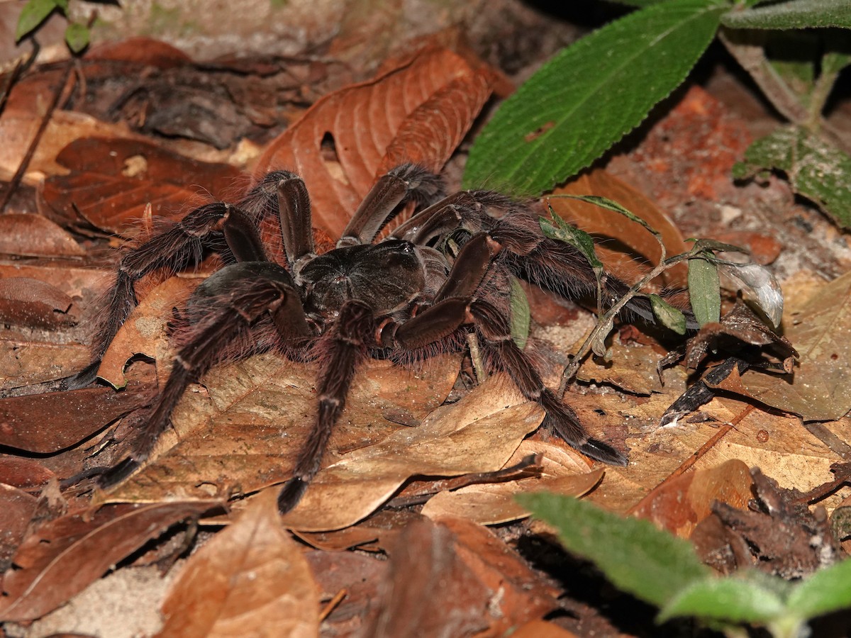 Goliath Bird-eating Spider - ML646982225