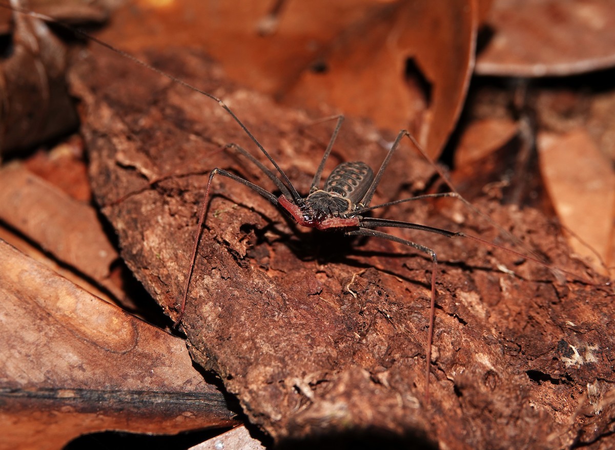 Tailless Whipscorpions - ML646982226