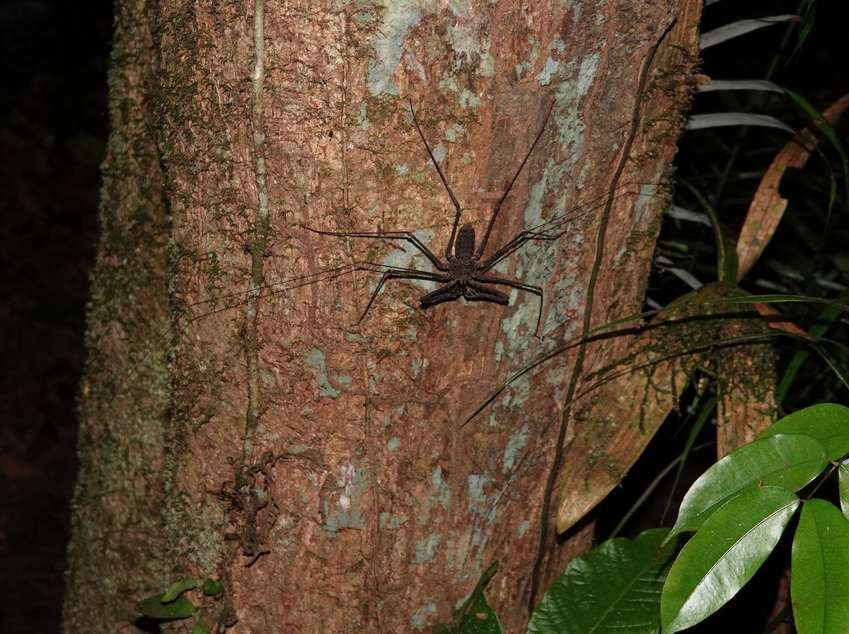 Tailless Whipscorpions - ML646982228