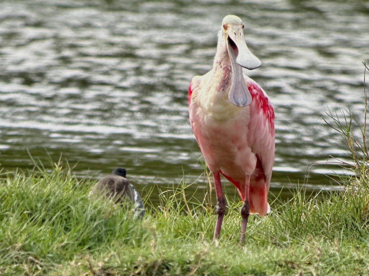 Roseate Spoonbill - ML646982229