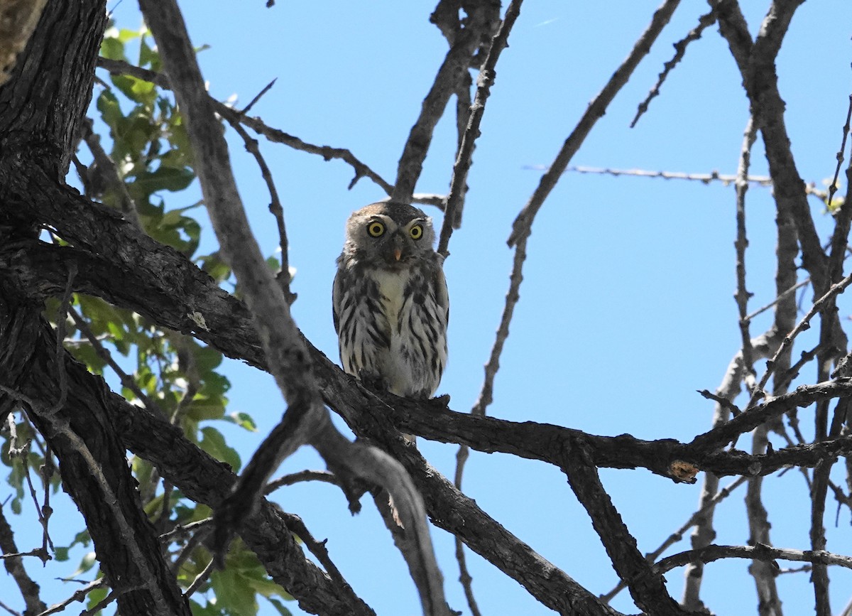 Pearl-spotted Owlet - ML646982234