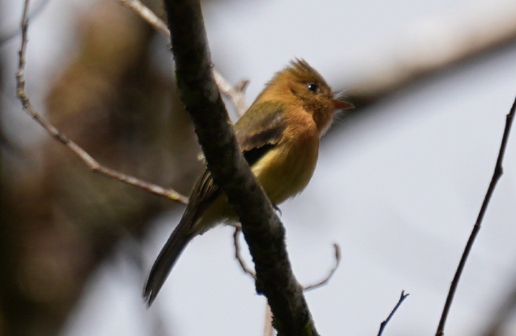 Tufted Flycatcher - ML646982240