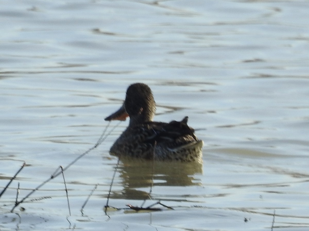 琵嘴鴨 - ML646982254